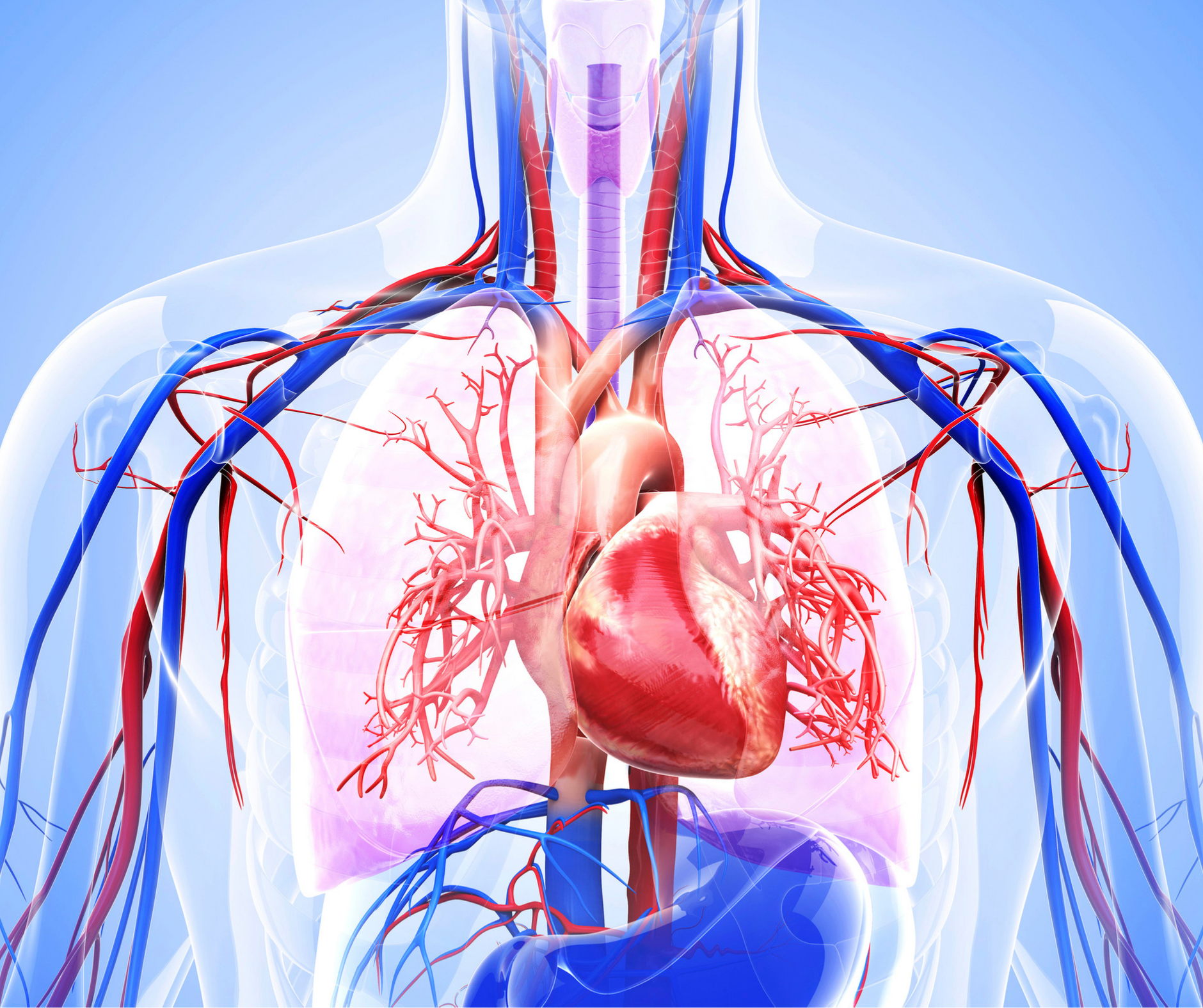 Respiratory System