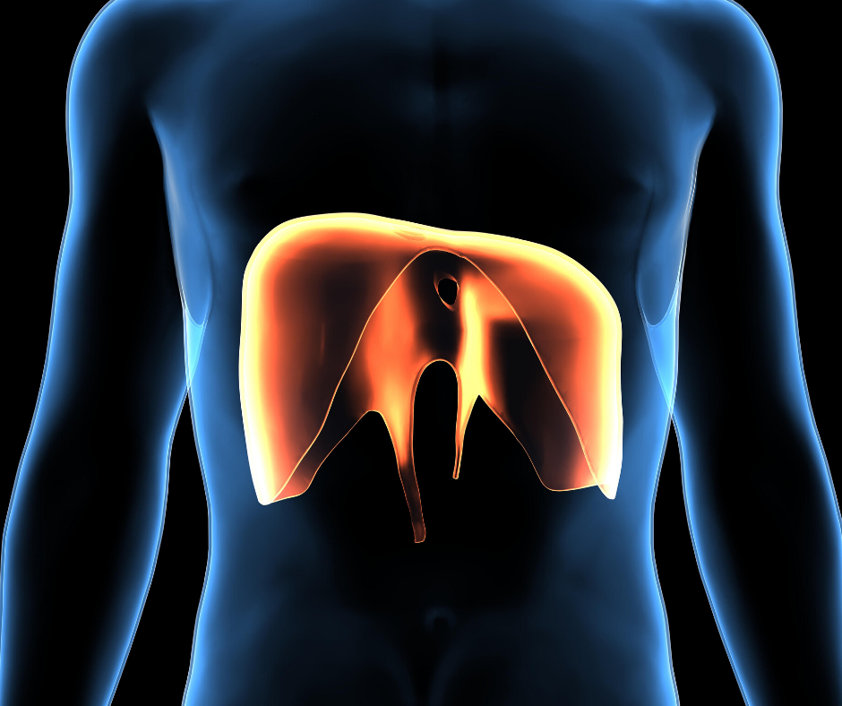 diaphragm illustration