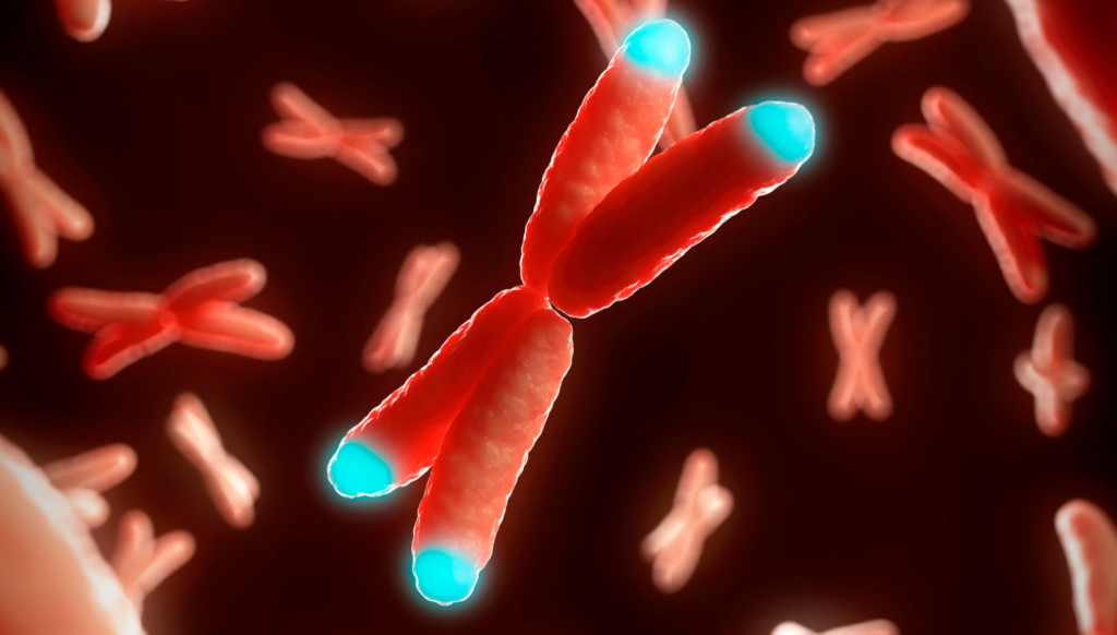 chromosome with the ends highlighted