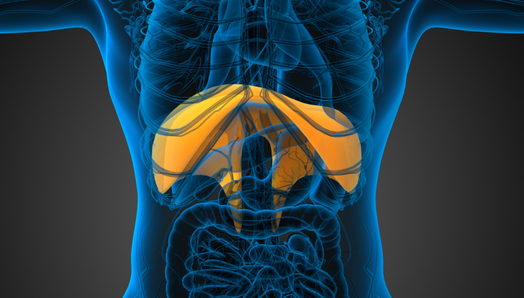 illustration of diaphragm